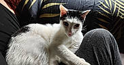 Ulys participe au concours pour gagner de l'argent avec cette photo : black_and_white, cat, close_up, cozy, cushion, fur, home, human_leg, indoor, kitten, lap, leaf_pattern, looking_at_camera, paw, pet, resting, sofa, textile, whiskers, white_cat