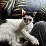 Ulys participe au concours pour gagner de l'argent avec cette photo : cat, kitten, pet, white_cat, black_and_white, sofa, cushion, leaf_pattern, lap, human_leg, fur, whiskers, paw, indoor, resting, looking_at_camera, close_up, home, textile, cozy