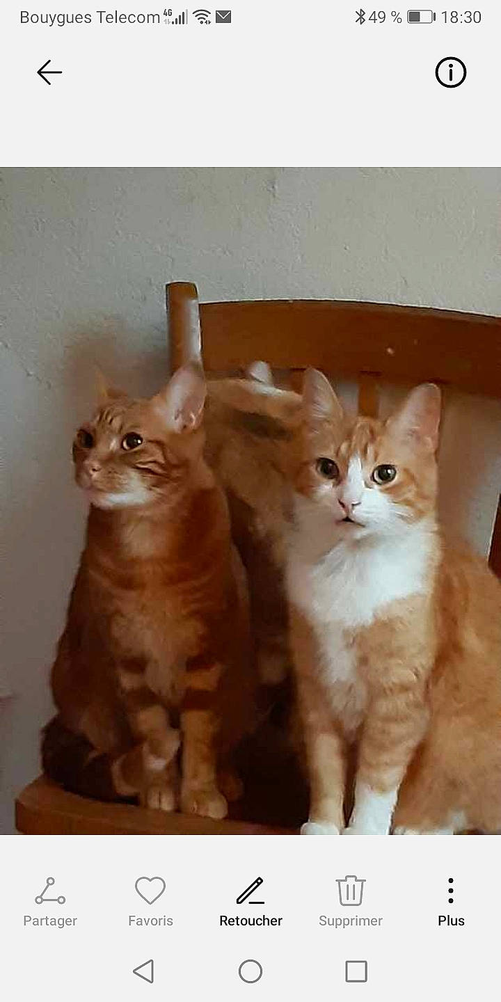 Gafide participe au concours pour gagner de l'argent avec cette photo : brown, carnivore, cat, claw, fawn, felidae, fur, paw, pet_supply, small_to_medium_sized_cats, tail, terrestrial_animal, whiskers, window, wood