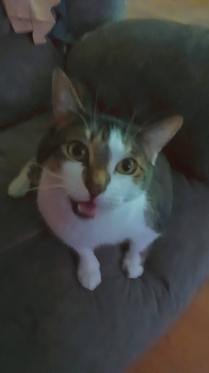 Peper is registered to the contest to win money with this photo: carnivore, cat, comfort, domestic_short_haired_cat, ear, eye, felidae, fur, head, iris, paw, sitting, small_to_medium_sized_cats, snout, tail, whiskers