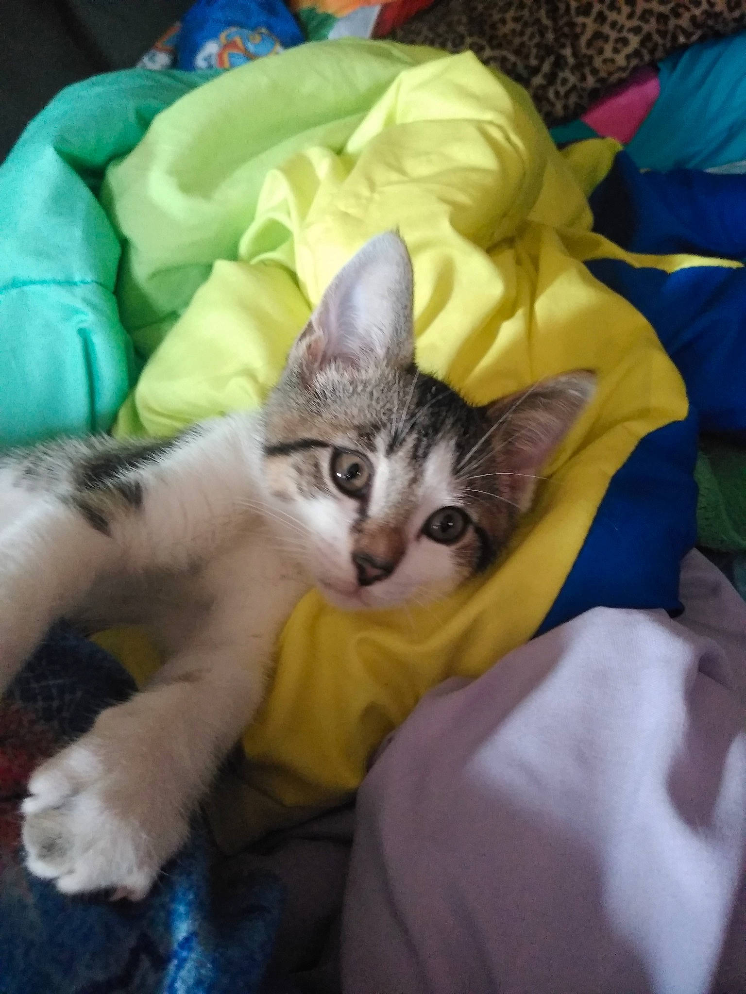 Peper joined the competition — help win amazing prizes! carnivore, cat, claw, comfort, domestic_short_haired_cat, fawn, felidae, fur, grass, lap, linens, nap, paw, photo_caption, small_to_medium_sized_cats, tail, textile, whiskers