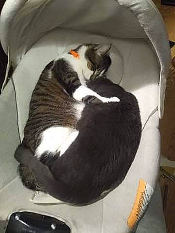 Peper joined the competition — help win amazing prizes! carnivore, cat, cat_bed, cat_supply, chair, claw, comfort, domestic_short_haired_cat, felidae, fur, input_device, linens, mouse, nap, peripheral, room, small_to_medium_sized_cats, tail, whiskers, wood