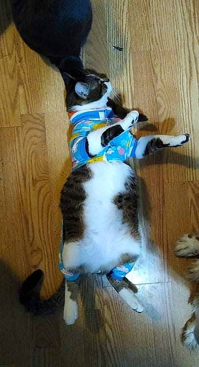 Peper joined the competition — help win amazing prizes! canidae, cat, collar, comfort, companion_dog, dog_breed, dog_supply, electric_blue, fawn, felidae, floor, flooring, fur, hardwood, paw, pet_supply, small_to_medium_sized_cats, tail, whiskers, wood