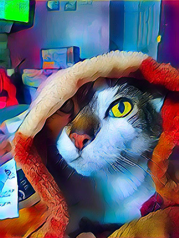 Peper joined the competition — help win amazing prizes! art, carnivore, cat, domestic_short_haired_cat, felidae, fiction, fur, graphic_design, graphics, paint, painting, photo_caption, rectangle, small_to_medium_sized_cats, snapshot, snout, square, tail, visual_arts, whiskers