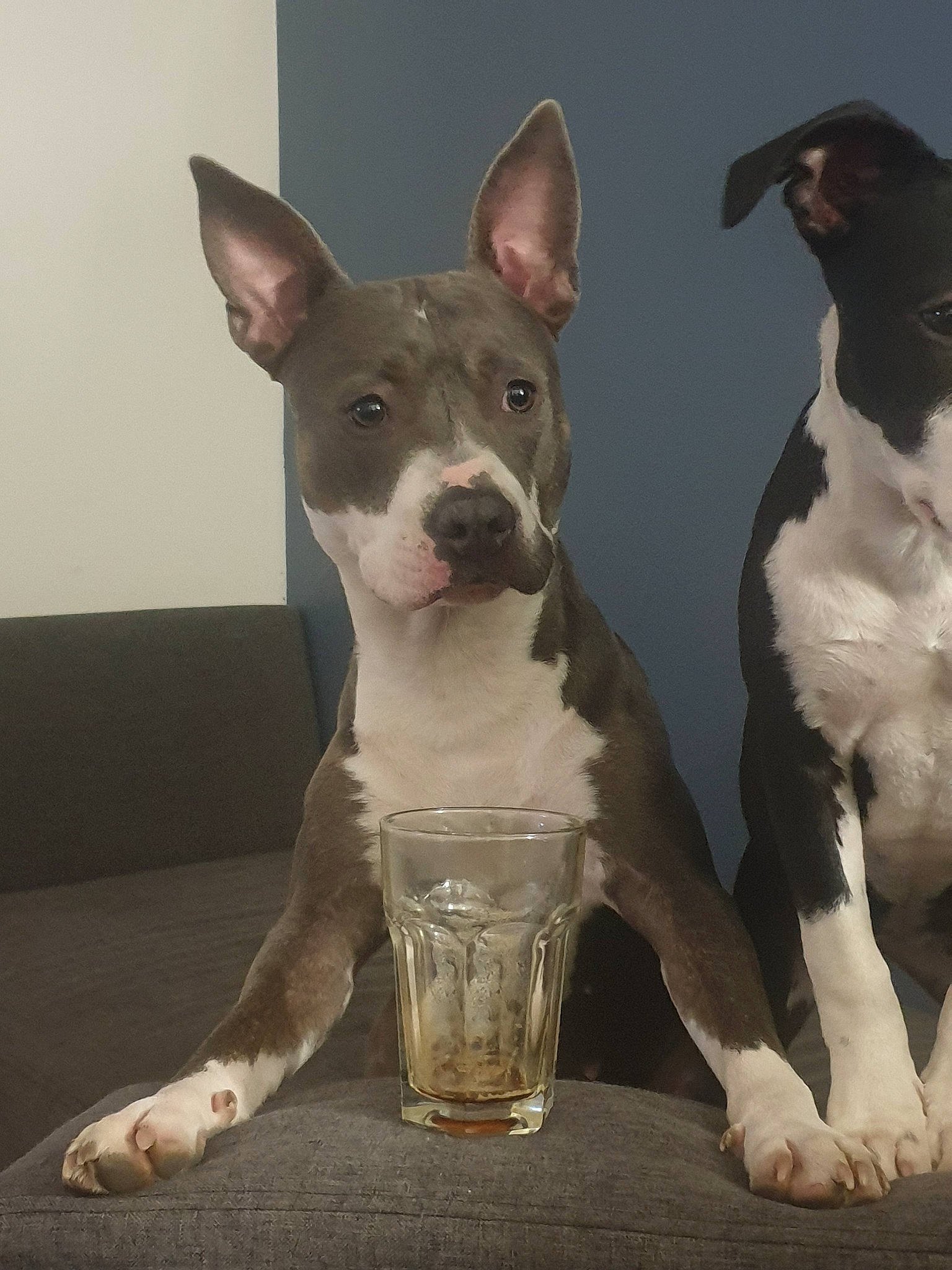 Oka participe au concours pour gagner de l'argent avec cette photo : american_pit_bull_terrier, american_staffordshire_terrier, ancient_dog_breeds, bull_and_terrier, bull_terrier, bull_terrier_miniature, canidae, carnivore, dog, dog_breed, english_white_terrier, fawn, gull_terr, mammal, non_sporting_group, old_english_terrier, pit_bull, rare_breed_dog, snout, vertebrate
