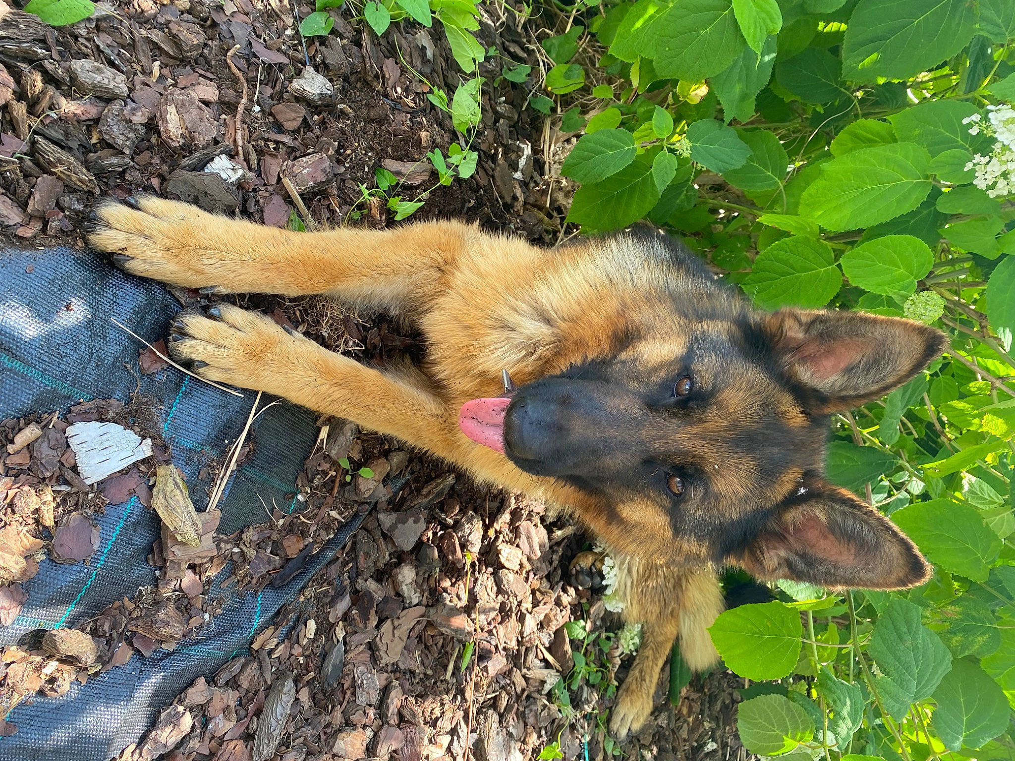 Ruby a rejoint le concours — aidez-le/la à gagner de superbes lots ! canidae, canis, carnivore, dog, dog_breed, fawn, german_shepherd_dog, grass, old_german_shepherd_dog, plant, snout, soil, sporting_group, terrestrial_animal, wildlife, working_animal, working_dog