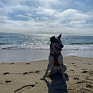 Tidjy a rejoint le concours — aidez-le/la à gagner de superbes lots ! animal, beach, canine, clouds, coast, daytime, dog, harness, nature, ocean, outdoor, pet, sand, sea, shadow, sitting, sky, sunlight, water, waves