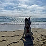 animal, beach, canine, clouds, coast, daytime, dog, harness, nature, ocean, outdoor, pet, sand, sea, shadow, sitting, sky, sunlight, water, waves