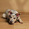 dog, pet, animal, lying_down, wooden_floor, brown, ears, fur, looking_up, portrait, indoor, cute, canine, expression, background, domestic, young, resting, flooring, mammal