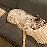 Tidjy a rejoint le concours — aidez-le/la à gagner de superbes lots ! animal, comfort, couch, cozy, dog, domestic, ear, floor, fur, home, indoor, laying_down, living_room, pet, pillow, relaxed, resting, sleepy, spotted, tile