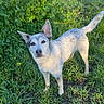 Tidjy participe au concours pour gagner de l'argent avec cette photo : animal, canine, curious, daytime, dog, ears, field, grass, gray, greenery, looking_up, nature, outdoor, pet, speckled, standing, sunlight, tail, white, wildflowers