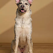 Tidjy participe au concours pour gagner de l'argent avec cette photo : dog, animal, pet, canine, sitting, ears_up, wooden_floor, indoor, brown_background, fur, alert, portrait, muzzle, paw, friendly, cute, looking_up, domestic_animal, one_animal, studio
