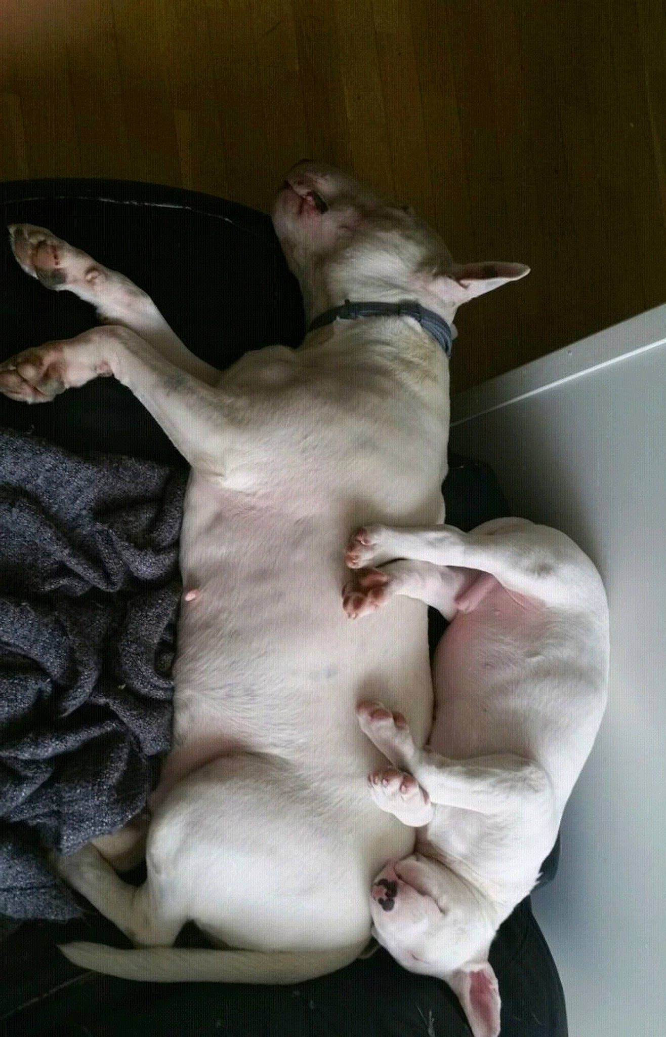 Aaron a rejoint le concours — aidez-le/la à gagner de superbes lots ! canidae, carnivore, comfort, companion_dog, dog, dog_breed, fawn, felidae, fur, linens, non_sporting_group, paw, snout, sporting_group, tail, whiskers, working_animal