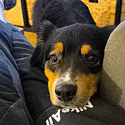 Usko a rejoint le concours — aidez-le/la à gagner de superbes lots ! adult, animal, armchair, beagle, canine, cat, chair, couch, cushion, dog, furniture, homedecor, hound, male, man, person, pet, puppy, sleeping, snout
