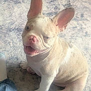 Mocha is registered to the contest to win money with this photo: dog, french_bulldog, puppy, cream_color, sitting, smiling, open_mouth, bat_ears, pink_nose, short_hair, pet, animal, carpet, indoor, home, blue_background, portrait, cute, playful, photography