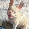 dog, french_bulldog, puppy, cream_color, sitting, smiling, open_mouth, bat_ears, pink_nose, short_hair, pet, animal, carpet, indoor, home, blue_background, portrait, cute, playful, photography
