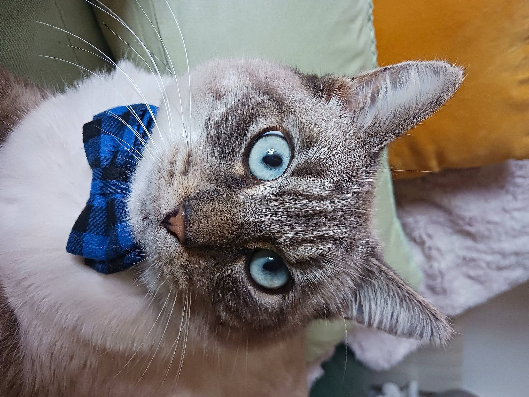 Simba a rejoint le concours — aidez-le/la à gagner de superbes lots ! carnivore, cat, cat_supply, claw, comfort, domestic_short_haired_cat, ear, electric_blue, fawn, felidae, fur, small_to_medium_sized_cats, snout, terrestrial_animal, whiskers, wildlife