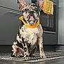 Romeo a rejoint le concours — aidez-le/la à gagner de superbes lots ! dog, puppy, french_bulldog, brindle, bandana, orange, kitchen, rug, floor, cabinet, oven, pet, domestic, indoor, animal, cute, ears, sitting, portrait, attention
