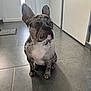dog, french_bulldog, brindle, pet, animal, indoor, floor, tile, ears, sitting, looking, curious, shadow, hallway, door, light, wall, paw, canine, companion
