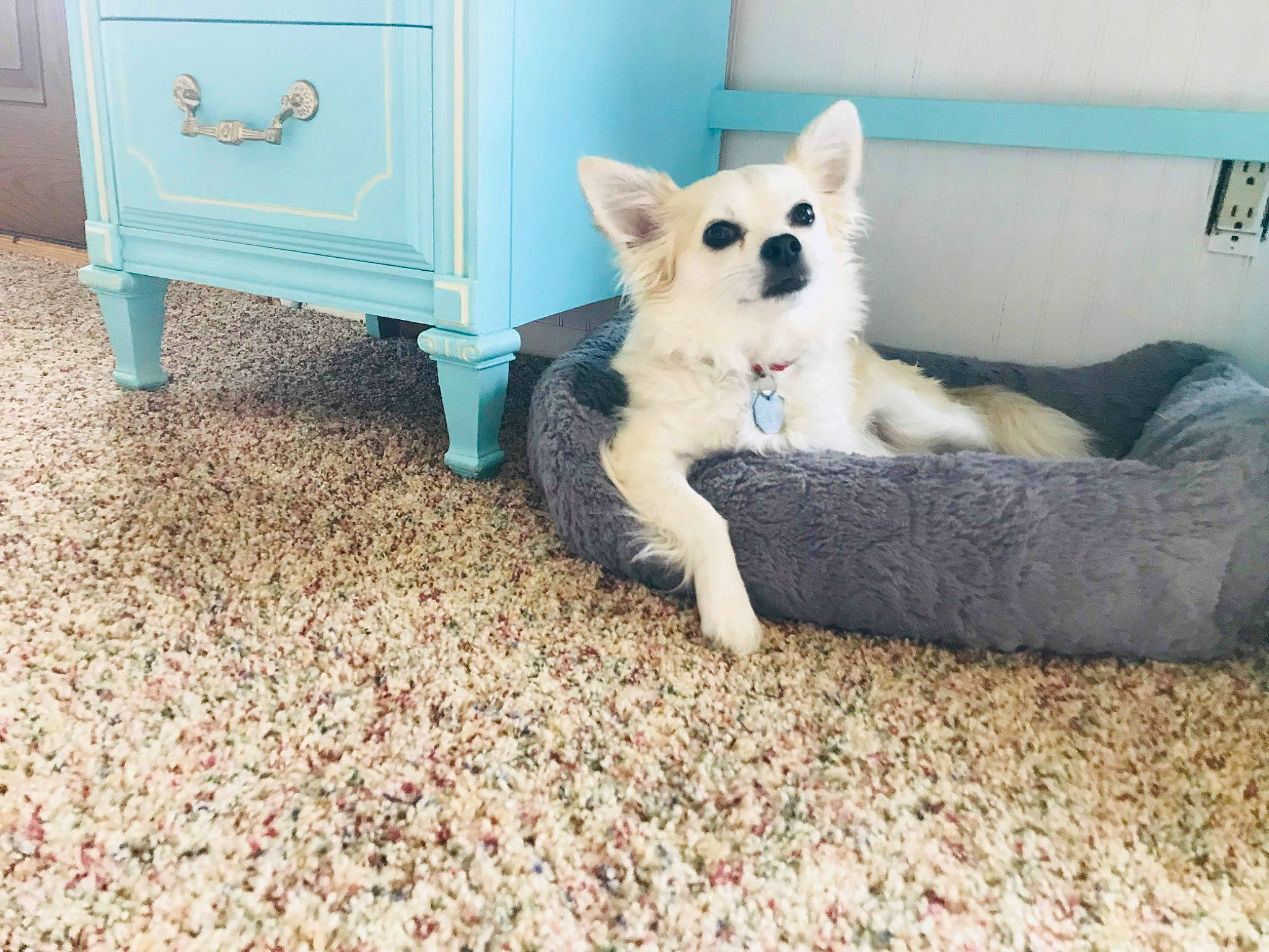 Breeze joined the competition — help win amazing prizes! ancient_dog_breeds, bench, canidae, carnivore, comfort, companion_dog, dog, dog_breed, dog_supply, electric_blue, felidae, flooring, fur, non_sporting_group, paw, sporting_group, tail, terrestrial_animal, working_animal, working_dog