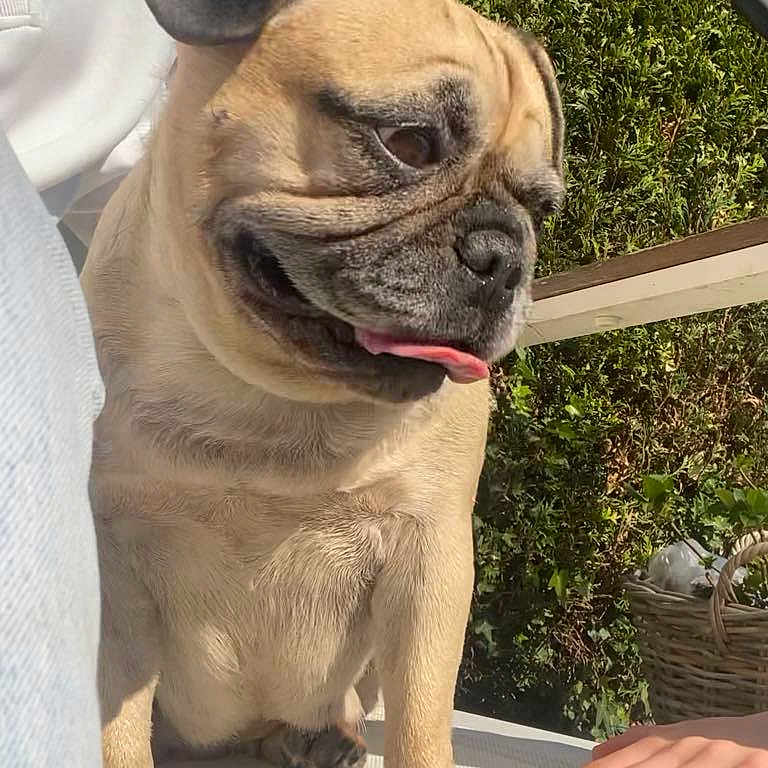 Nina participe au concours pour gagner de l'argent avec cette photo : animal, bulldog, canine, dog, frenchbulldog, pet, plant, pottedplant, pug, puppy