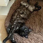 Krokmou participe au concours pour gagner de l'argent avec cette photo : cat, black_cat, pet, animal, feline, green_eyes, fur, stretching, relaxed, bed, fluffy, indoor, cozy, home, floor, paws, resting, cute, domestic, playful