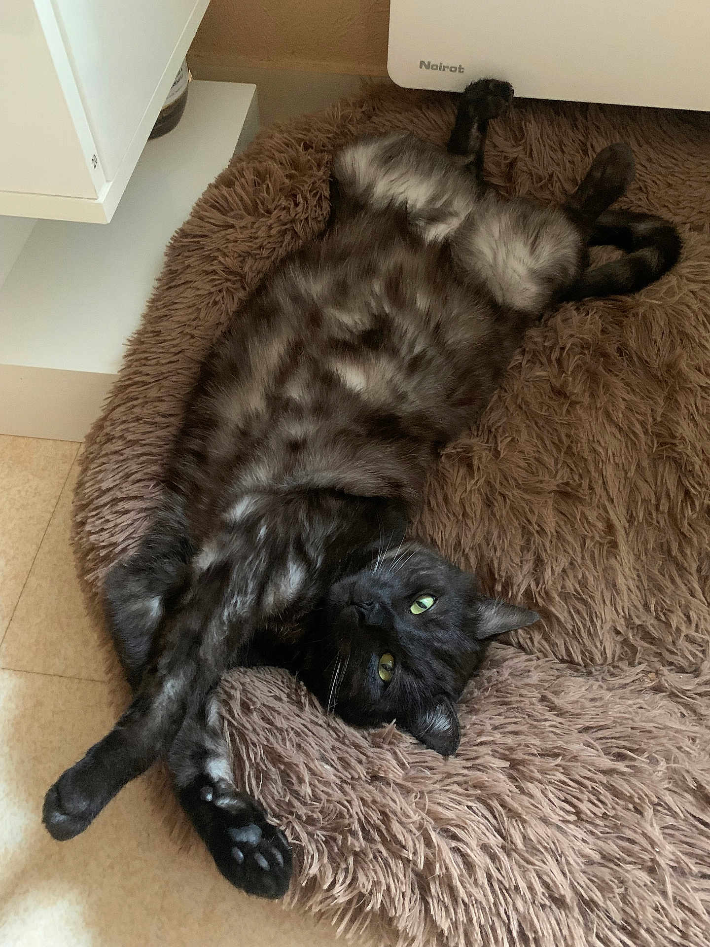 Krokmou participe au concours pour gagner de l'argent avec cette photo : cat, black_cat, pet, animal, feline, green_eyes, fur, stretching, relaxed, bed, fluffy, indoor, cozy, home, floor, paws, resting, cute, domestic, playful