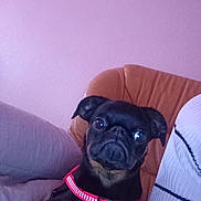 Ary a rejoint le concours — aidez-le/la à gagner de superbes lots ! dog, black_dog, pet, indoor, collar, red_collar, chair, purple_wall, cute, small_dog, animal, companion, looking, furniture, domestic, canine, face, ears, sitting, portrait