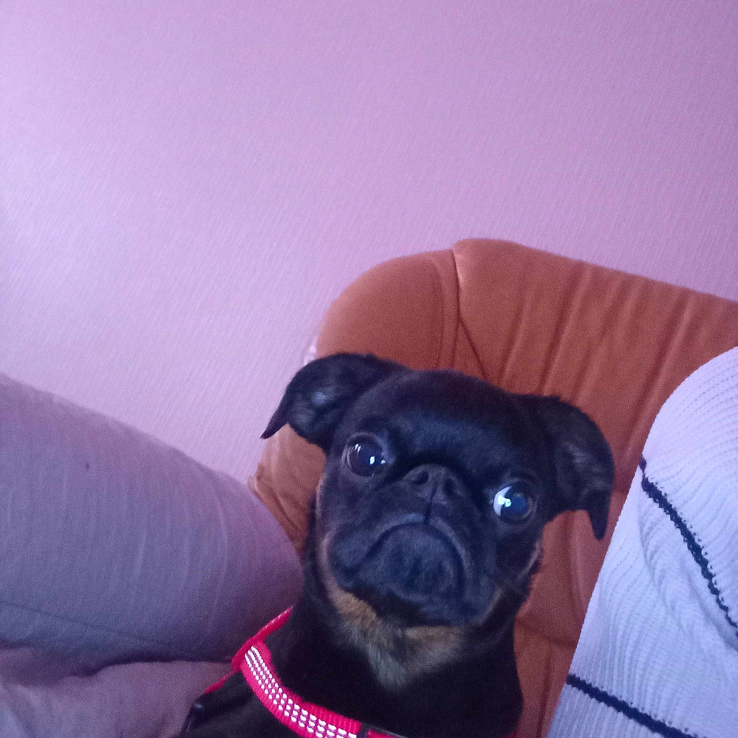 Ary a rejoint le concours — aidez-le/la à gagner de superbes lots ! animal, black_dog, canine, chair, collar, companion, cute, dog, domestic, ears, face, furniture, indoor, looking, pet, portrait, purple_wall, red_collar, sitting, small_dog