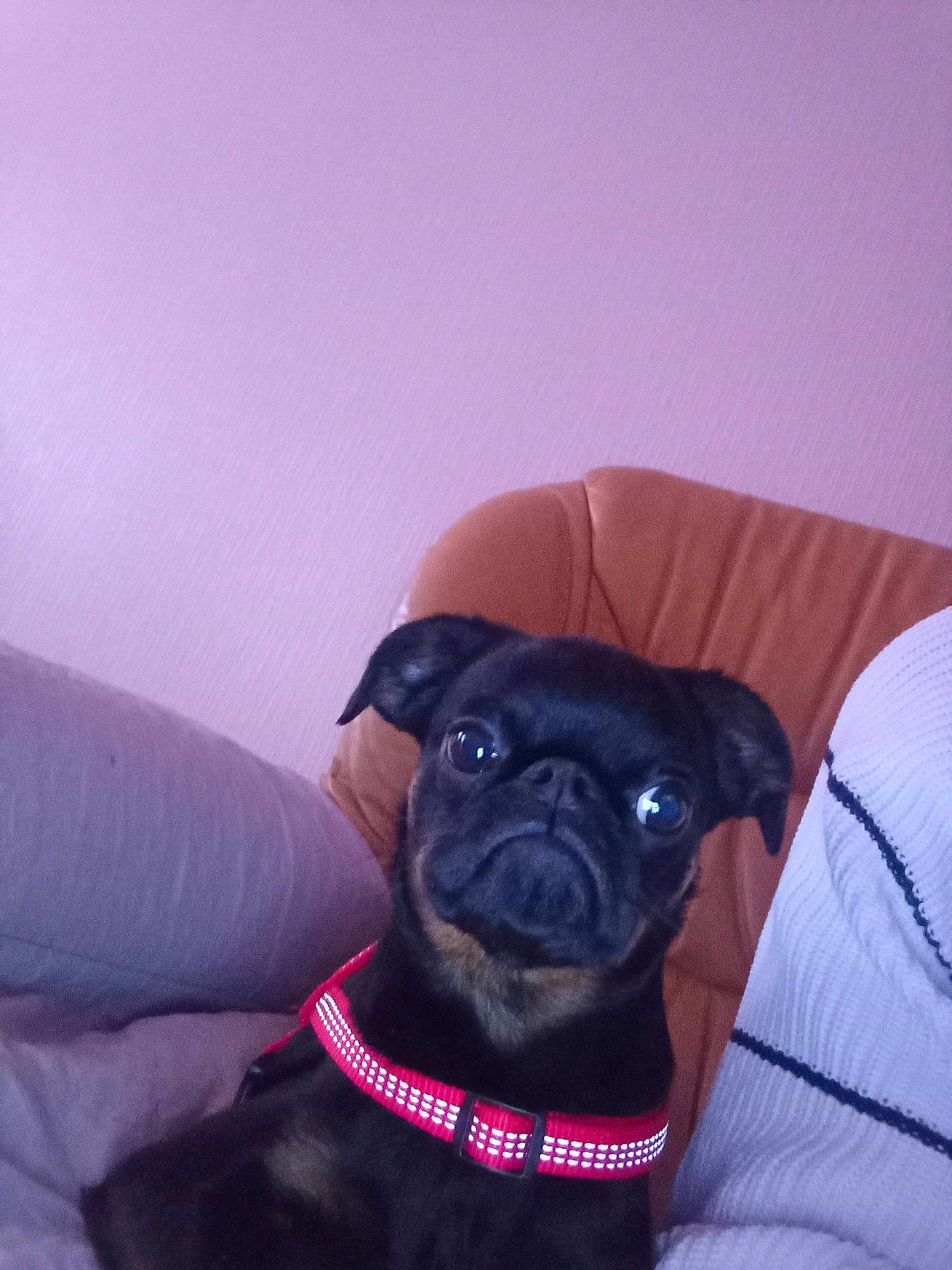 Ary a rejoint le concours — aidez-le/la à gagner de superbes lots ! dog, black_dog, pet, indoor, collar, red_collar, chair, purple_wall, cute, small_dog, animal, companion, looking, furniture, domestic, canine, face, ears, sitting, portrait