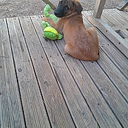 Athena participe au concours pour gagner de l'argent avec cette photo : puppy, dog, toy, plush, wooden_deck, outdoor, pet, brown_fur, playful, young_dog, animal, cute, looking_back, relaxed, daylight, furniture, wood, nature, domestic_animal, companion