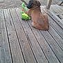 puppy, dog, toy, plush, wooden_deck, outdoor, pet, brown_fur, playful, young_dog, animal, cute, looking_back, relaxed, daylight, furniture, wood, nature, domestic_animal, companion