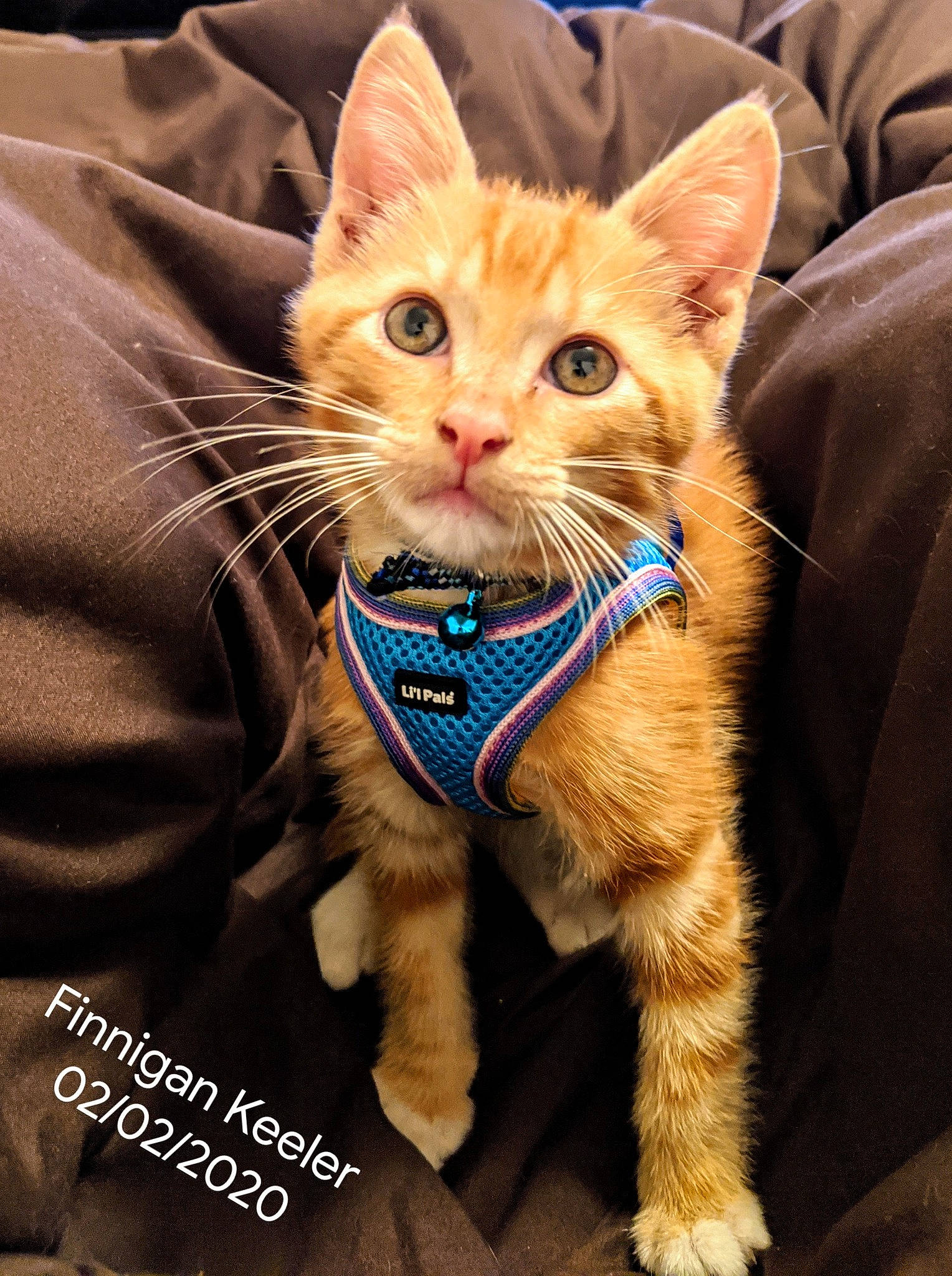 Finnigan joined the competition — help win amazing prizes! american_shorthair, arabian_mau, asian, carnivore, cat, domestic_short_haired_cat, european_shorthair, fawn, felidae, fur, german_rex, kitten, mammal, ojos_azules, photo_caption, small_to_medium_sized_cats, snout, tabby_cat, vertebrate, whiskers