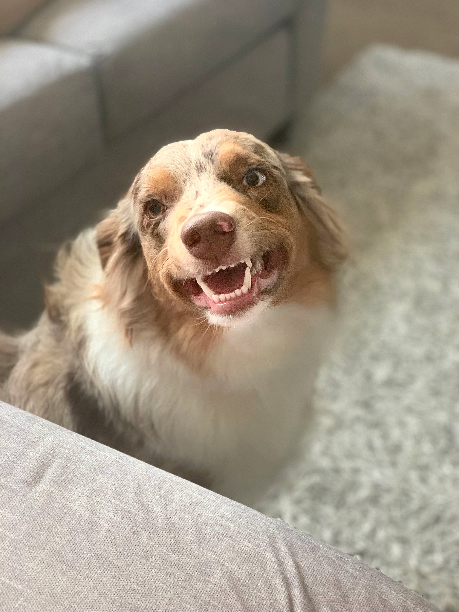 Skye joined the competition — help win amazing prizes! beige, brown, canidae, carnivore, companion_dog, dog, dog_breed, fawn, fur, liver, organ, snout, sporting_group, tongue, tooth, vertebrate, whiskers, working_animal, working_dog