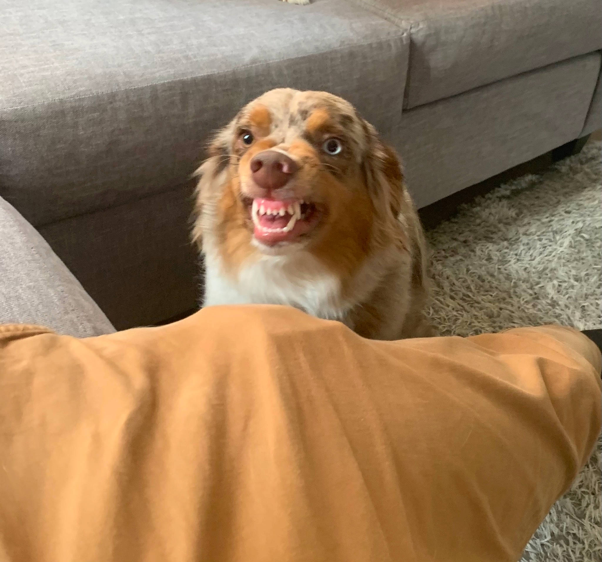 Skye is registered to the contest to win money with this photo: brown, canidae, carnivore, companion_dog, couch, dog, dog_breed, fawn, floor, fur, iris, liver, living_room, mammal, snout, sporting_group, terrestrial_animal, tongue, tooth, vertebrate