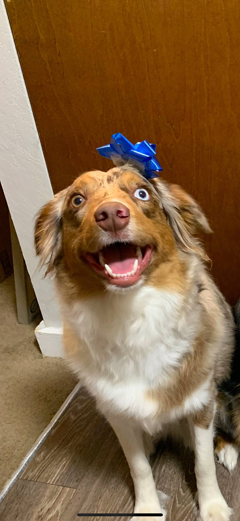 Skye is registered to the contest to win money with this photo: canidae, carnivore, collar, companion_dog, dog, dog_breed, fur, jaw, liver, mammal, party_hat, snout, sporting_group, tongue, tooth, vertebrate, whiskers, working_animal