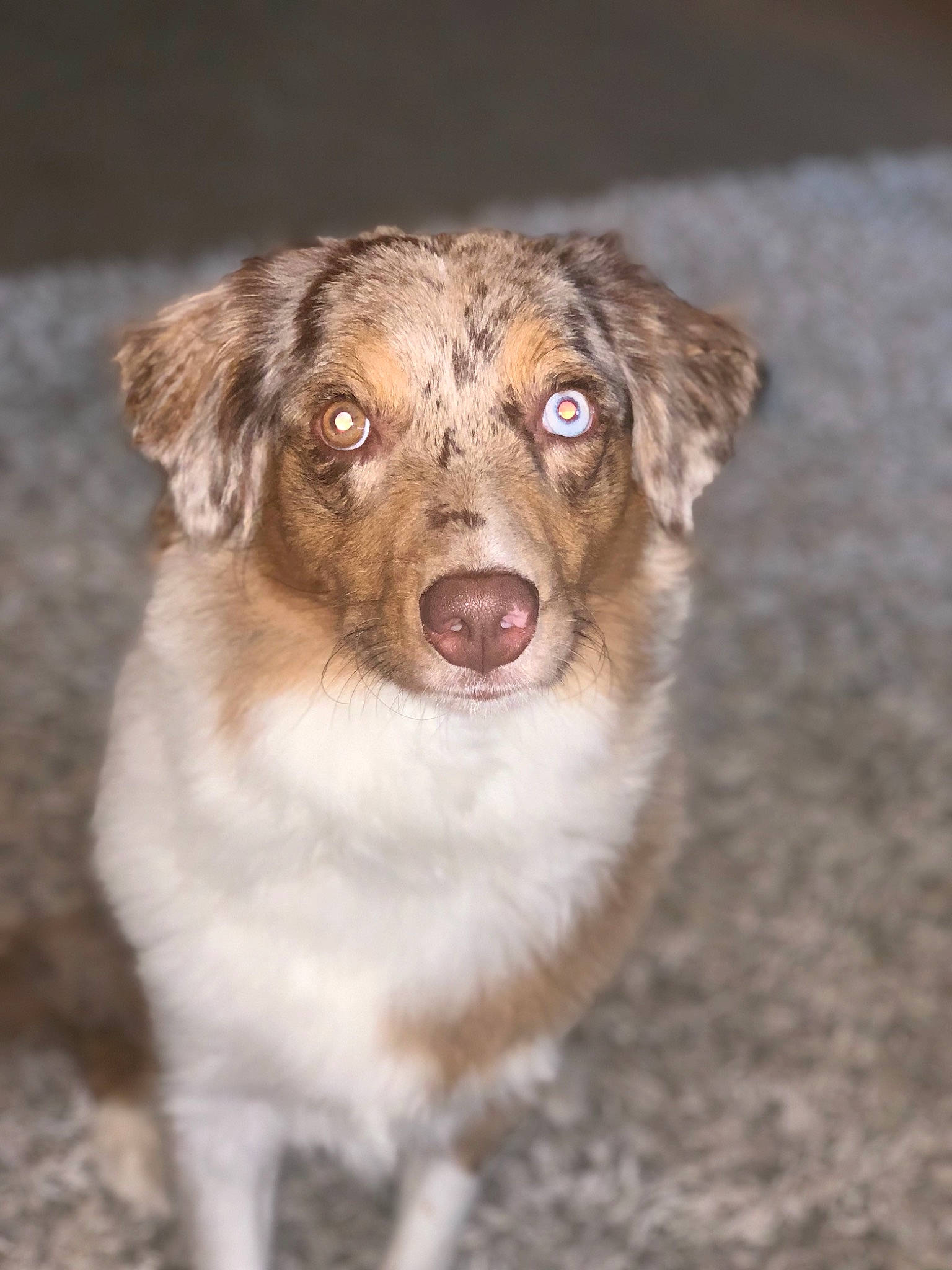 Skye joined the competition — help win amazing prizes! beige, brown, canidae, carnivore, companion_dog, dog, dog_breed, fawn, fur, liver, snout, sporting_group, street_dog, whiskers, working_animal, working_dog