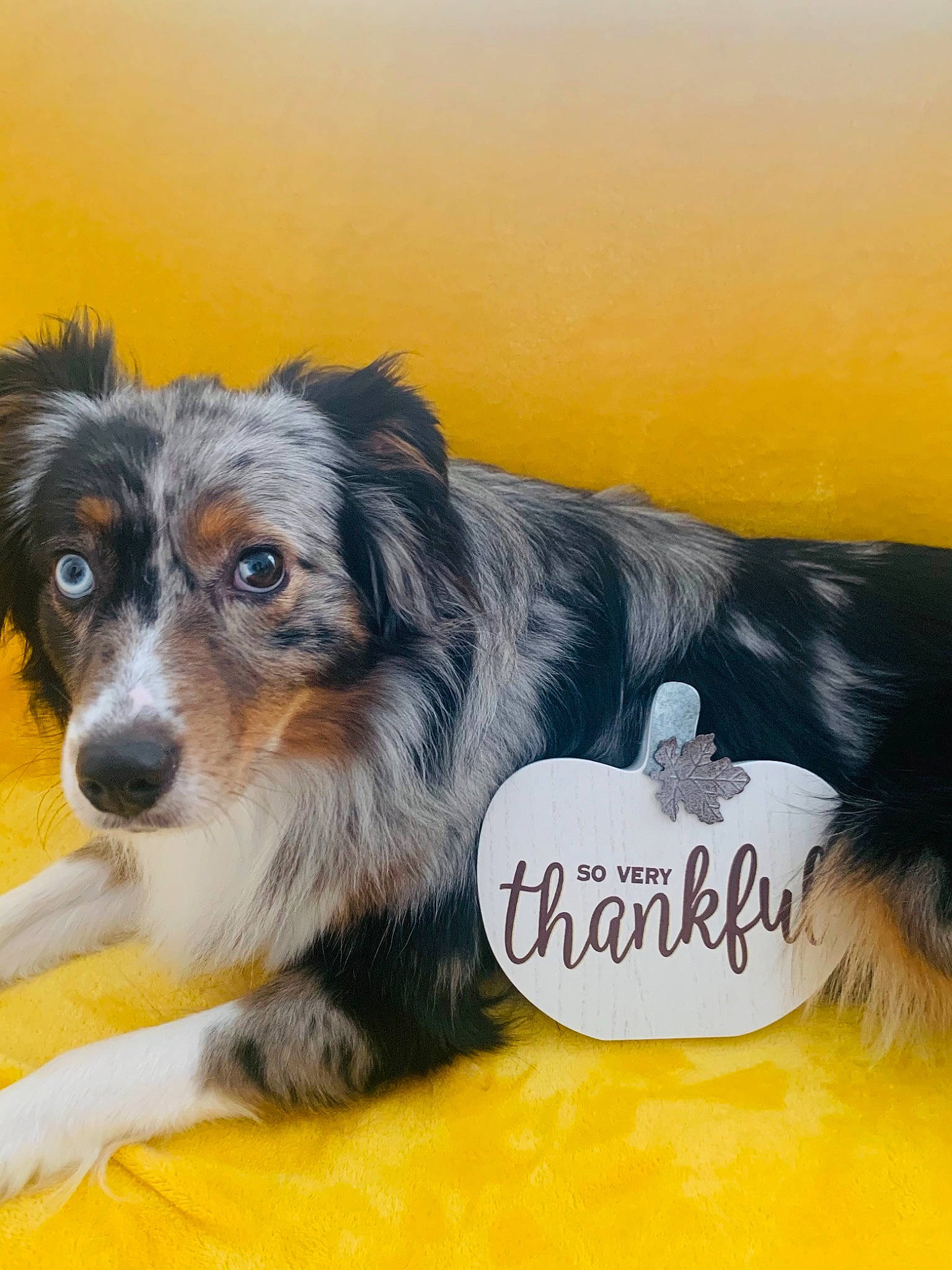 Astro is registered to the contest to win money with this photo: australian_collie, australian_shepherd, canidae, carnivore, companion_dog, dog, dog_breed, dog_supply, fur, herding_dog, iris, mammal, puppy, snout, sporting_group, terrestrial_animal, vertebrate, whiskers, working_animal, yellow