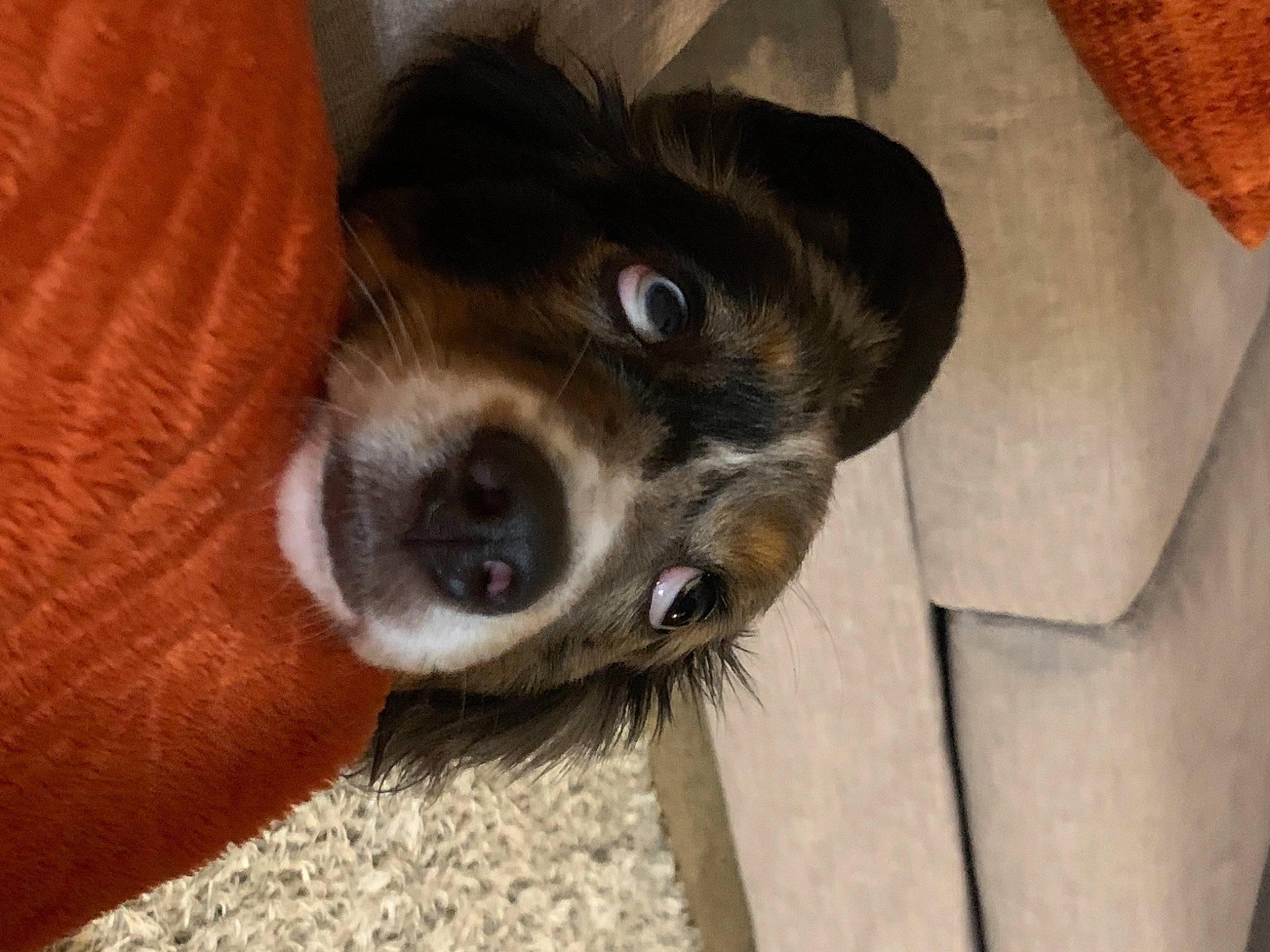 Astro joined the competition — help win amazing prizes! canidae, carnivore, comfort, companion_dog, dog, dog_breed, fur, orange, pet_supply, puppy, snout, sporting_group, tan, texas_heeler, vertebrate, whiskers, working_animal, working_dog