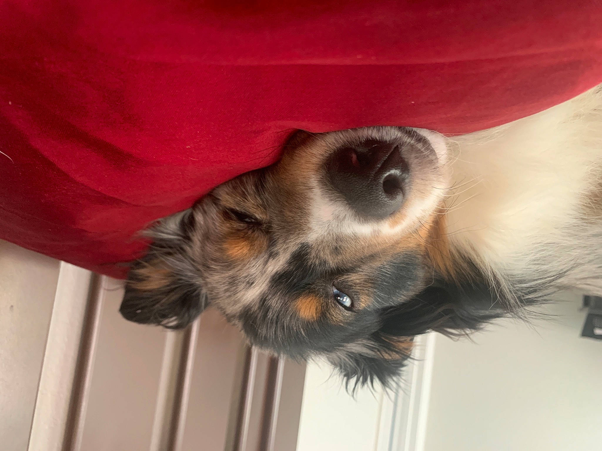 Astro joined the competition — help win amazing prizes! canidae, companion_dog, dog, dog_breed, fawn, fur, liver, paw, primate, snout, sporting_group, toe, working_animal, working_dog