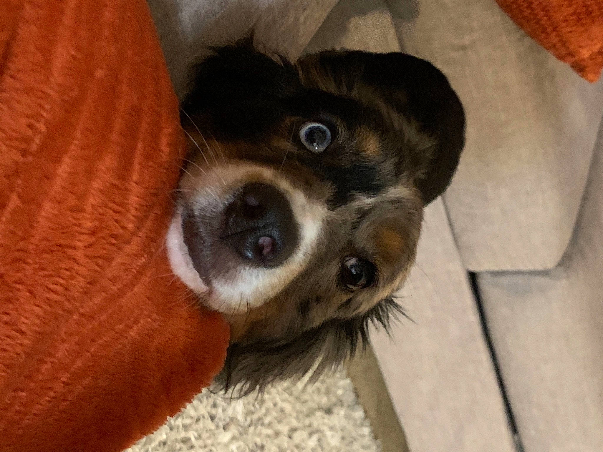 Astro joined the competition — help win amazing prizes! canidae, carnivore, companion_dog, dog, dog_breed, fawn, fur, orange, puppy, snout, sporting_group, vertebrate, whiskers, working_animal, working_dog