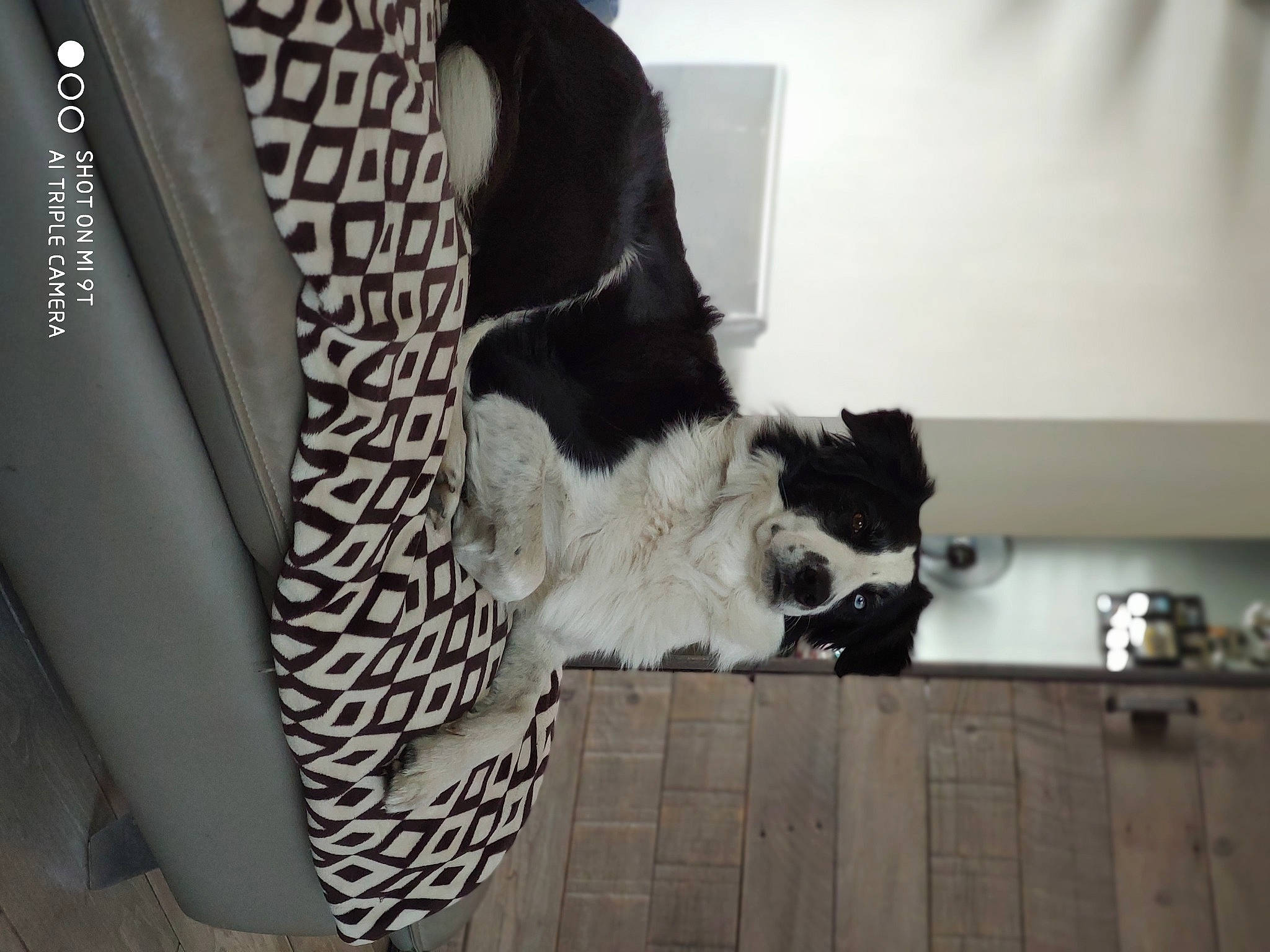 Bud participe au concours pour gagner de l'argent avec cette photo : blazer, carnivore, companion_dog, dog_breed, dress, felidae, flooring, foot, fur, grey, human_leg, monochrome_photography, plant, sleeve, small_to_medium_sized_cats, sporting_group, tail, tree, whiskers, wood