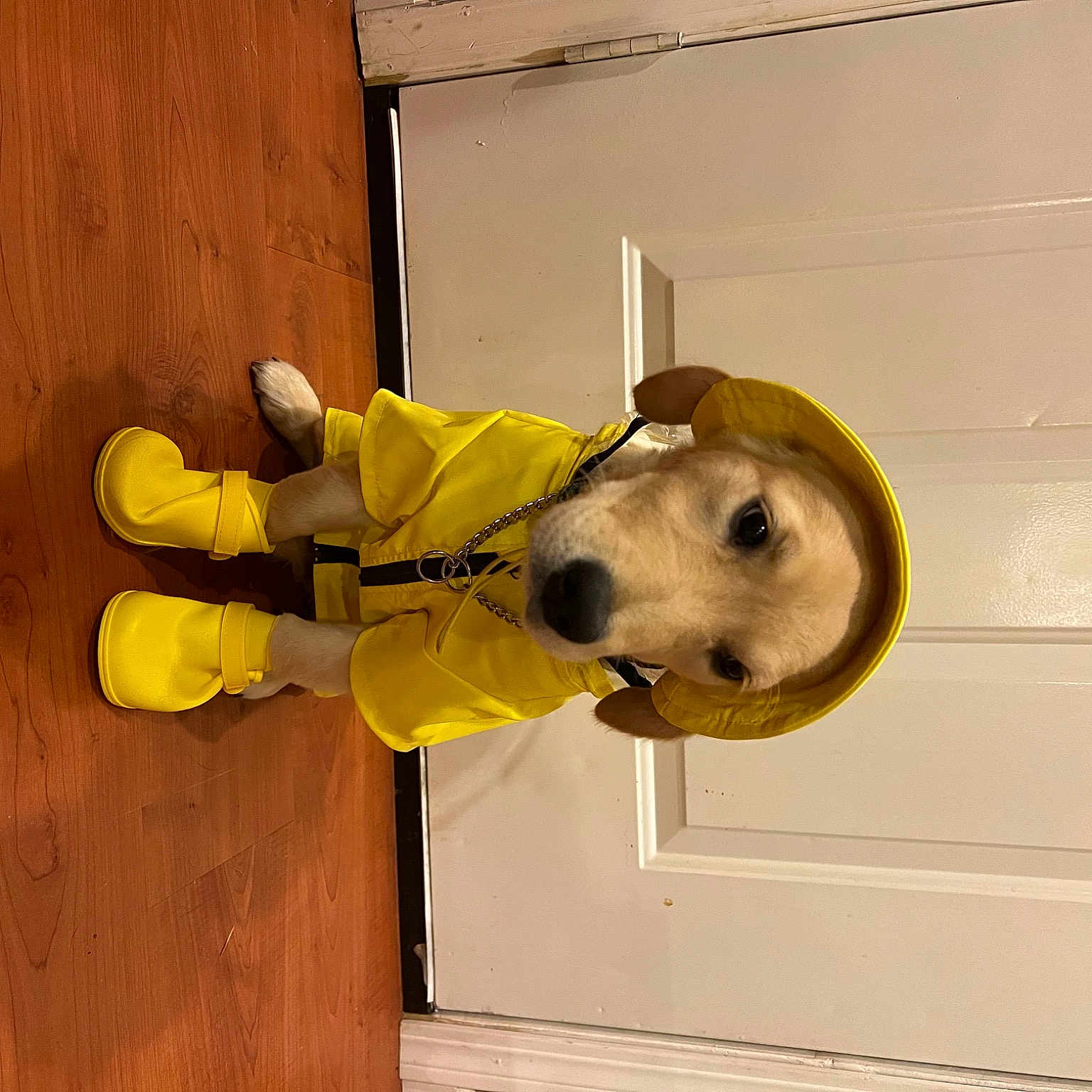 Karma joined the competition — help win amazing prizes! carnivore, companion_dog, dog, dog_breed, door, fawn, flooring, fur, hardwood, helmet, jacket, personal_protective_equipment, room, snout, sporting_group, sports_toy, stuffed_toy, toy, wood, working_animal