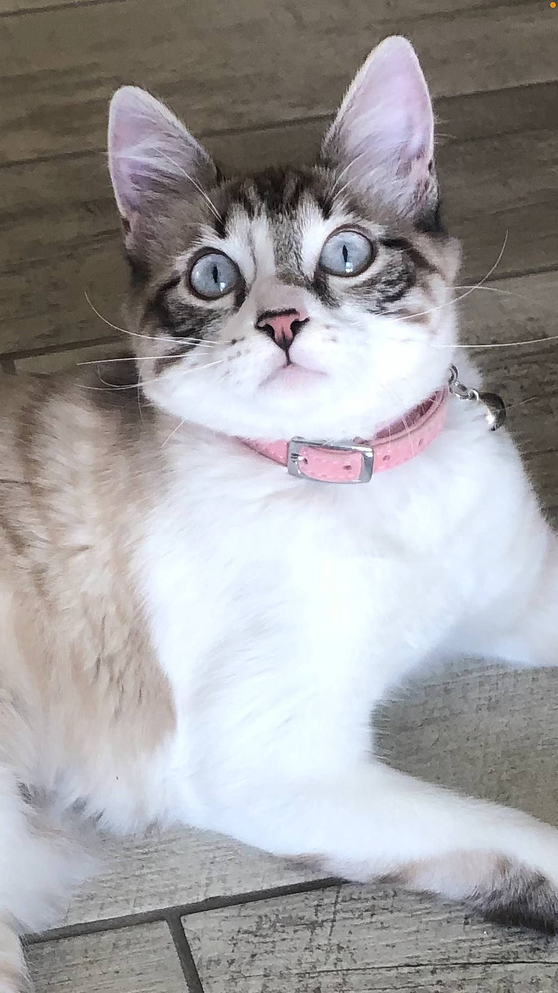 Chihiro participe au concours pour gagner de l'argent avec cette photo : carnivore, cat, claw, collar, domestic_short_haired_cat, event, fang, fawn, felidae, foot, fur, paw, sitting, small_to_medium_sized_cats, snout, tableware, tail, terrestrial_animal, whiskers