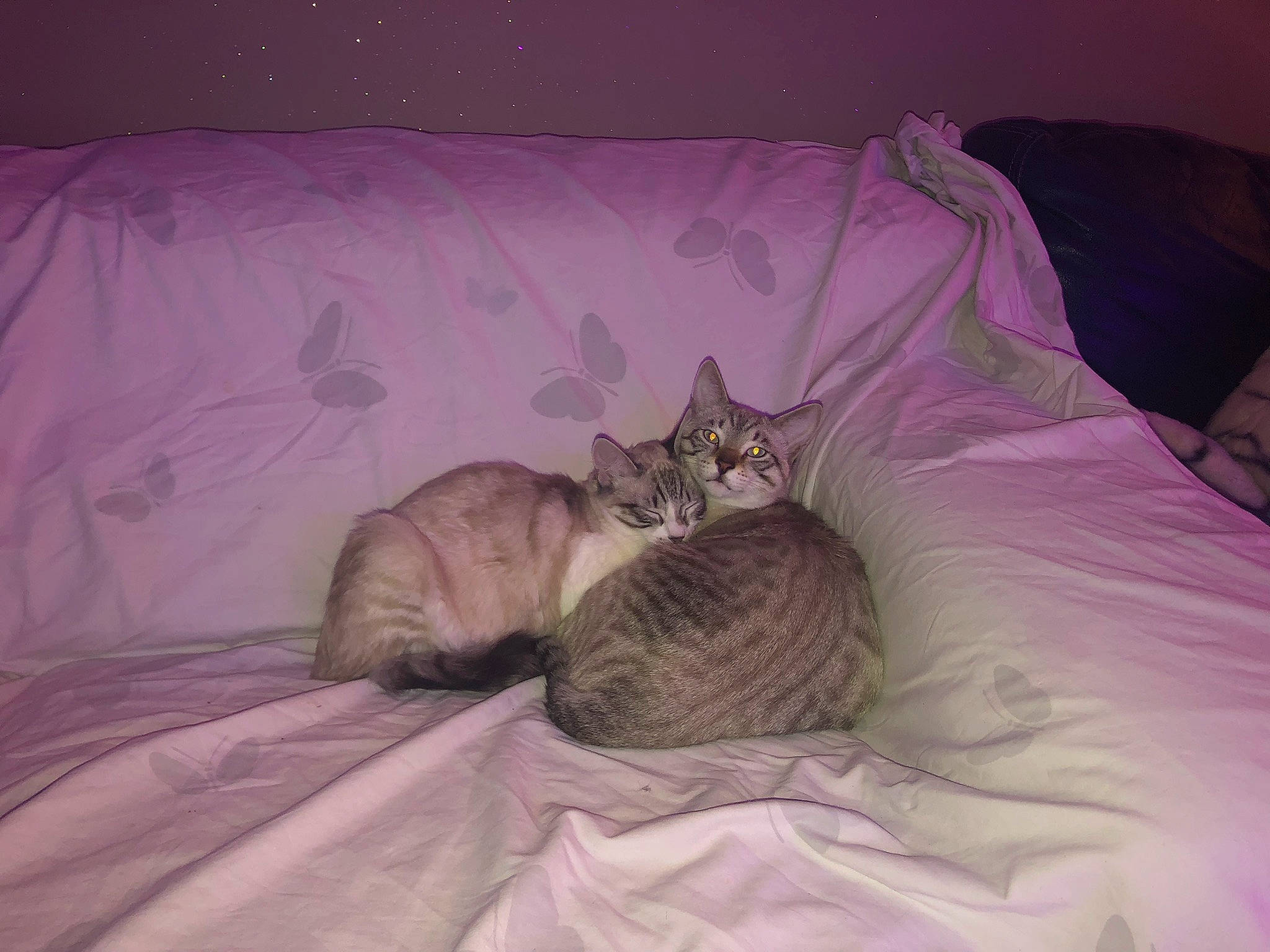 Haku a rejoint le concours — aidez-le/la à gagner de superbes lots ! bed, bedding, bedroom, carnivore, cat, comfort, domestic_short_haired_cat, fawn, felidae, fur, grey, linens, mattress, nap, purple, room, small_to_medium_sized_cats, tail, whiskers, wildlife