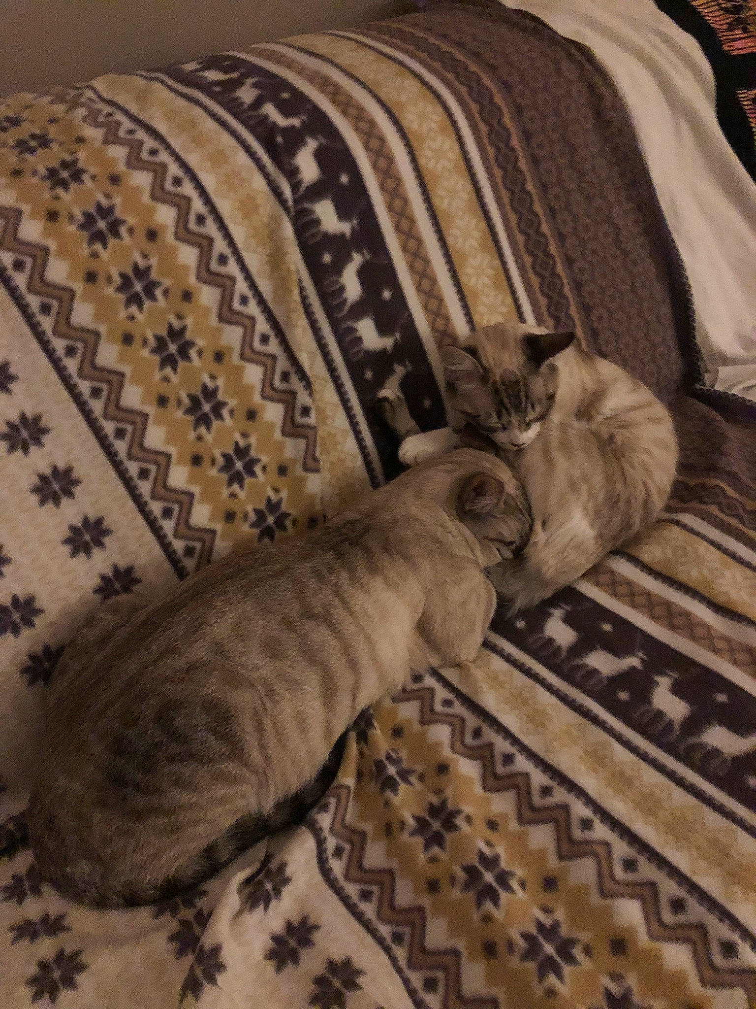 Haku participe au concours pour gagner de l'argent avec cette photo : brown, carnivore, cat, comfort, domestic_short_haired_cat, fawn, felidae, floor, flooring, fur, grey, hardwood, linens, pattern, sleeve, small_to_medium_sized_cats, tail, textile, whiskers, wood