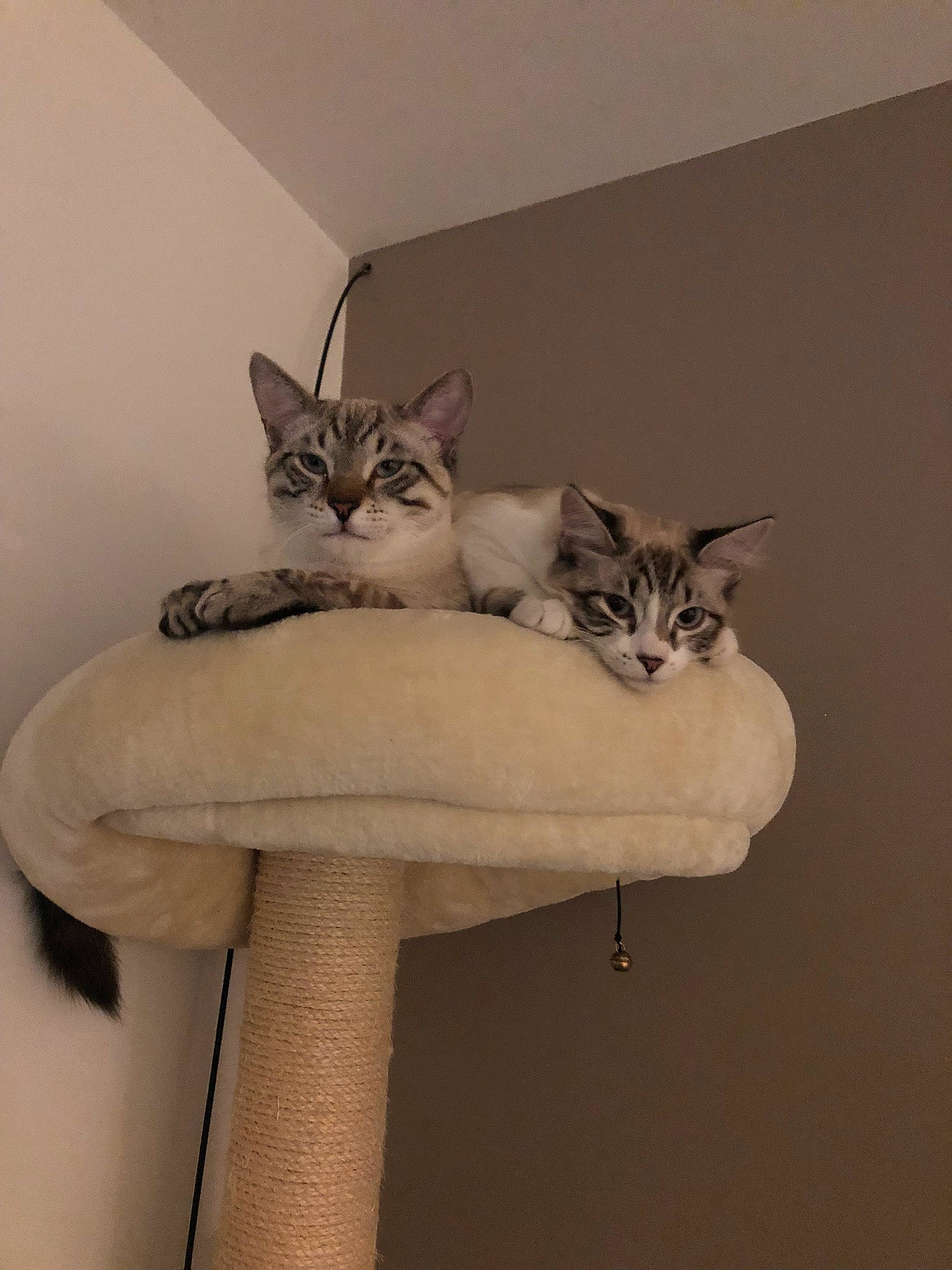 Haku participe au concours pour gagner de l'argent avec cette photo : carnivore, cat, cat_bed, cat_furniture, cat_supply, chair, comfort, domestic_short_haired_cat, fawn, felidae, fur, grey, pet_supply, plant, room, small_to_medium_sized_cats, tail, whiskers, window, wood