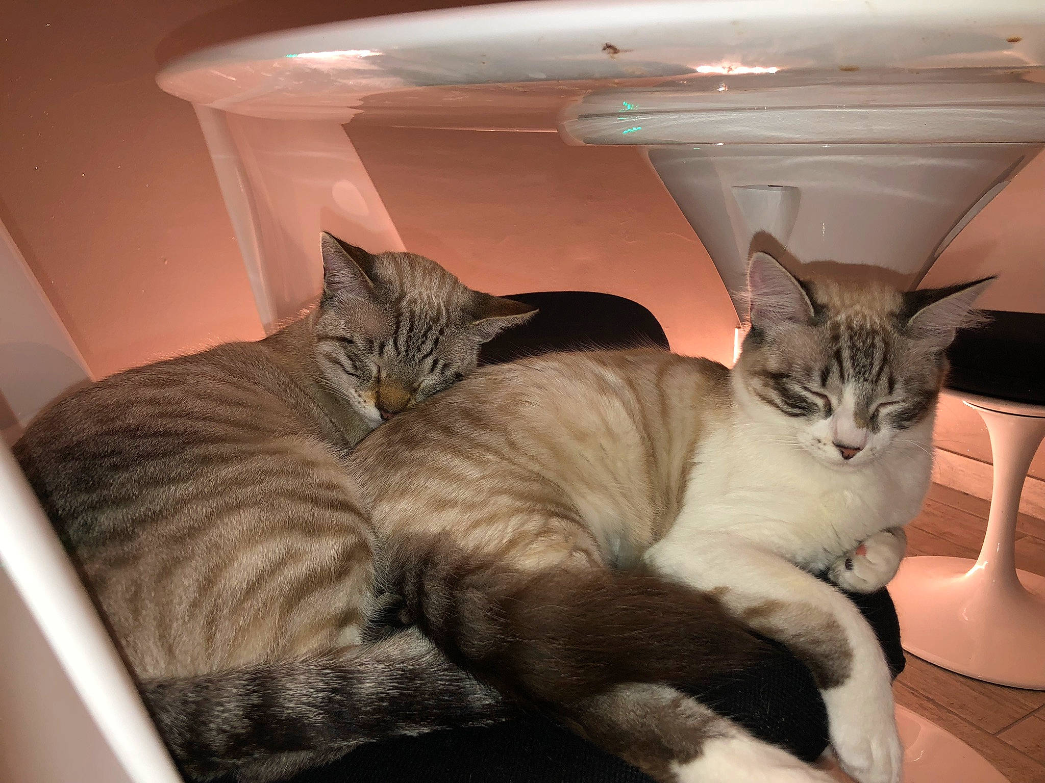 Haku participe au concours pour gagner de l'argent avec cette photo : bed, carnivore, cat, cat_supply, comfort, domestic_short_haired_cat, fawn, felidae, flowerpot, fur, grey, nap, paw, pet_supply, room, sitting, small_to_medium_sized_cats, tail, whiskers, window