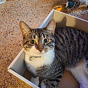 Mittens is registered to the contest to win money with this photo: cat, tabby, box, carpet, plush_toys, pet, indoor, feline, curious, white, brown, black, striped, paws, collar, bell, closeup, cute, animal, relaxed