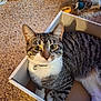 cat, tabby, box, carpet, plush_toys, pet, indoor, feline, curious, white, brown, black, striped, paws, collar, bell, closeup, cute, animal, relaxed